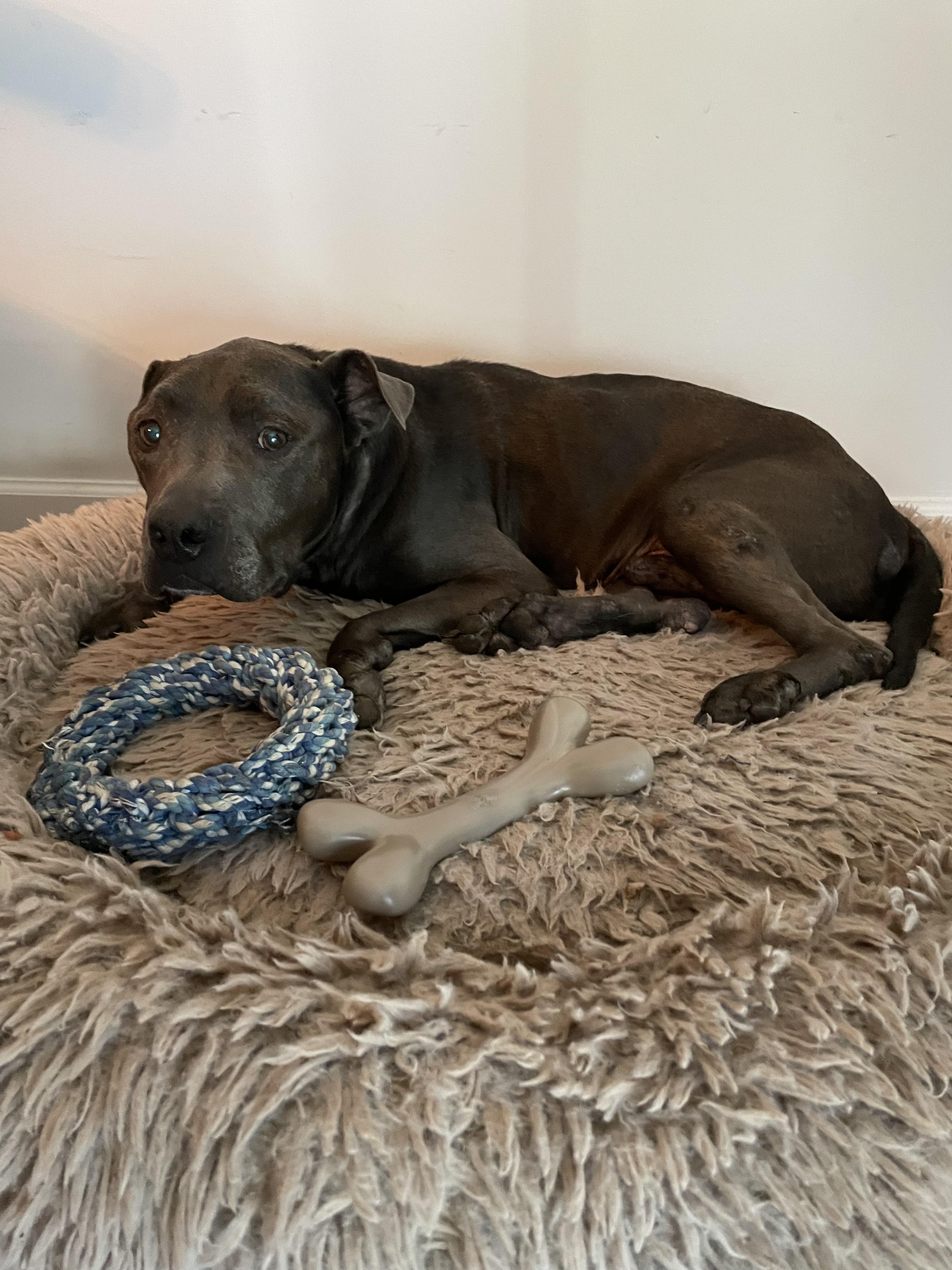 Enlarge Murdoch (aka Brownie), a ADOPTABLE mixed breed in Sanford, NC image 3/4