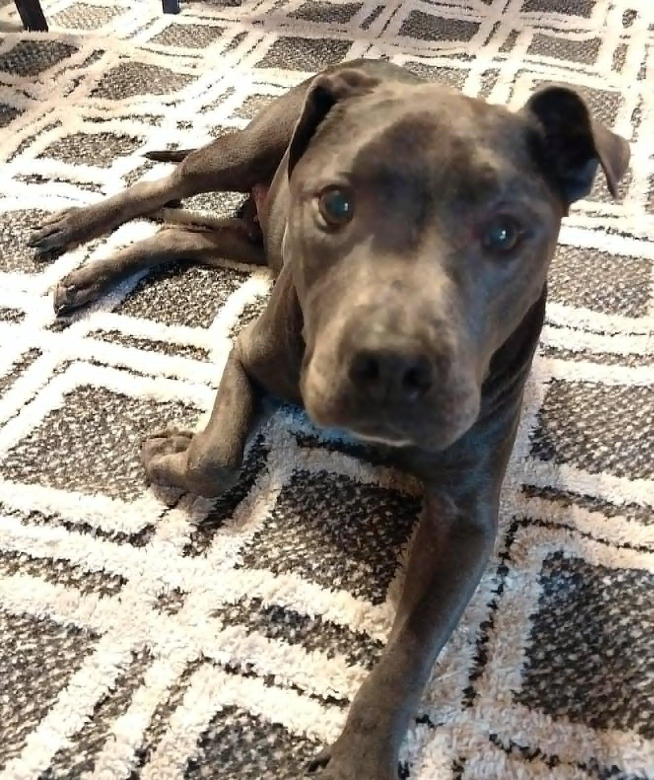 Murdoch (aka Brownie), ADOPTABLE, Senior Male American Staffordshire Terrier.