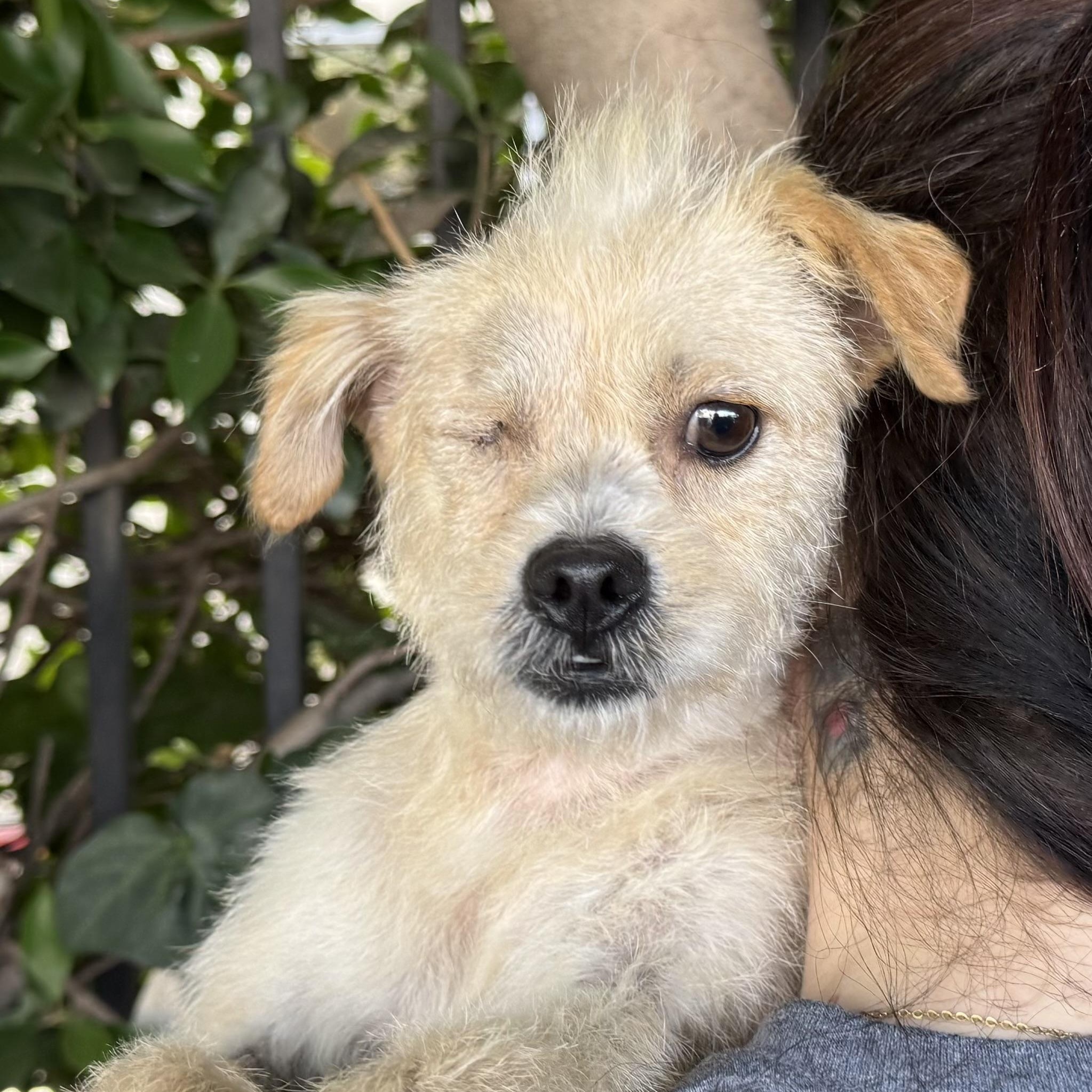 Jazz, an adopted mixed breed in Beverly Hills, CA image 1/2