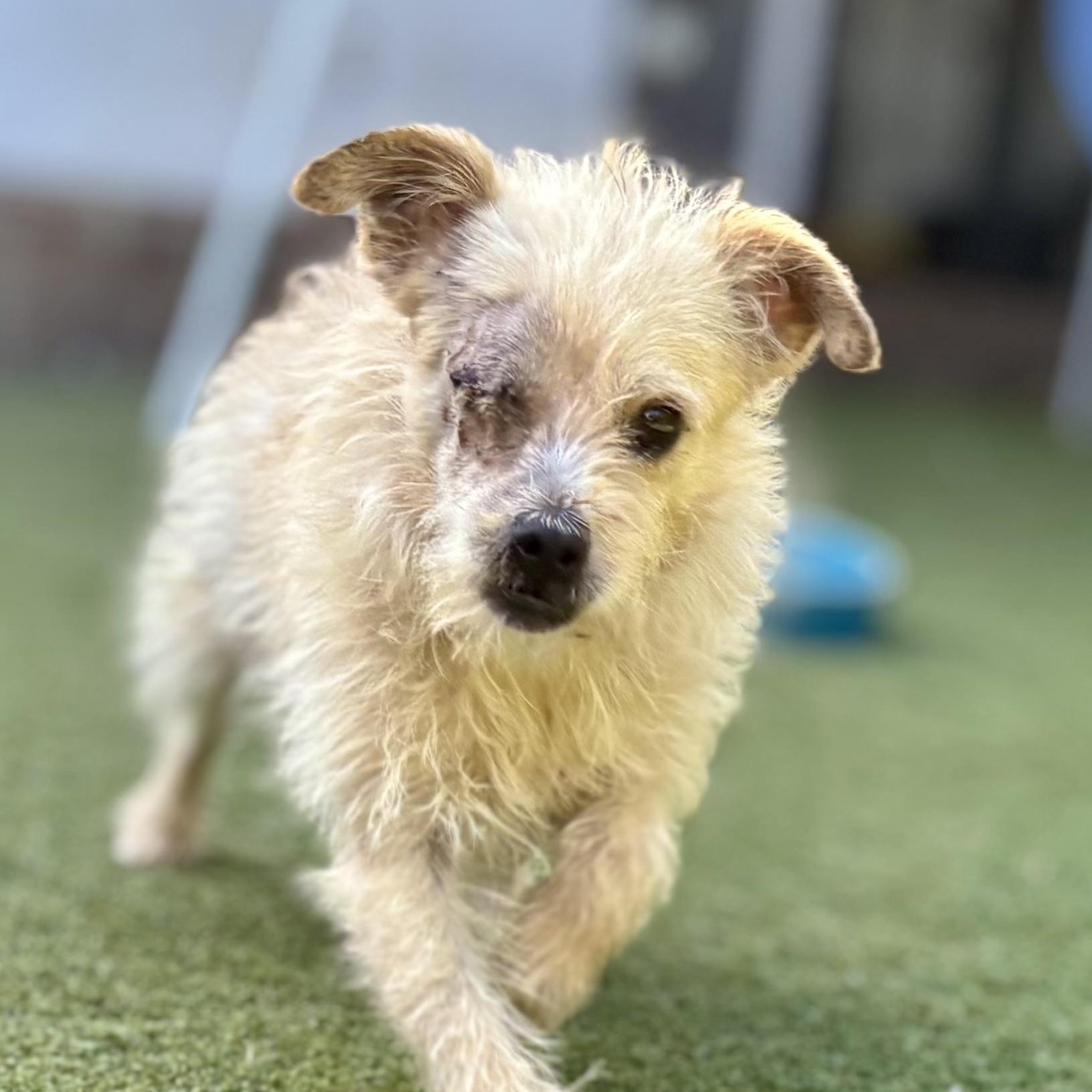 Jazz, an adopted mixed breed in Beverly Hills, CA image 2/2