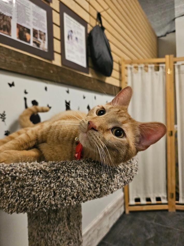 Enlarge Copper, a Adoptable mixed breed in St. Cloud, MN image 1/3