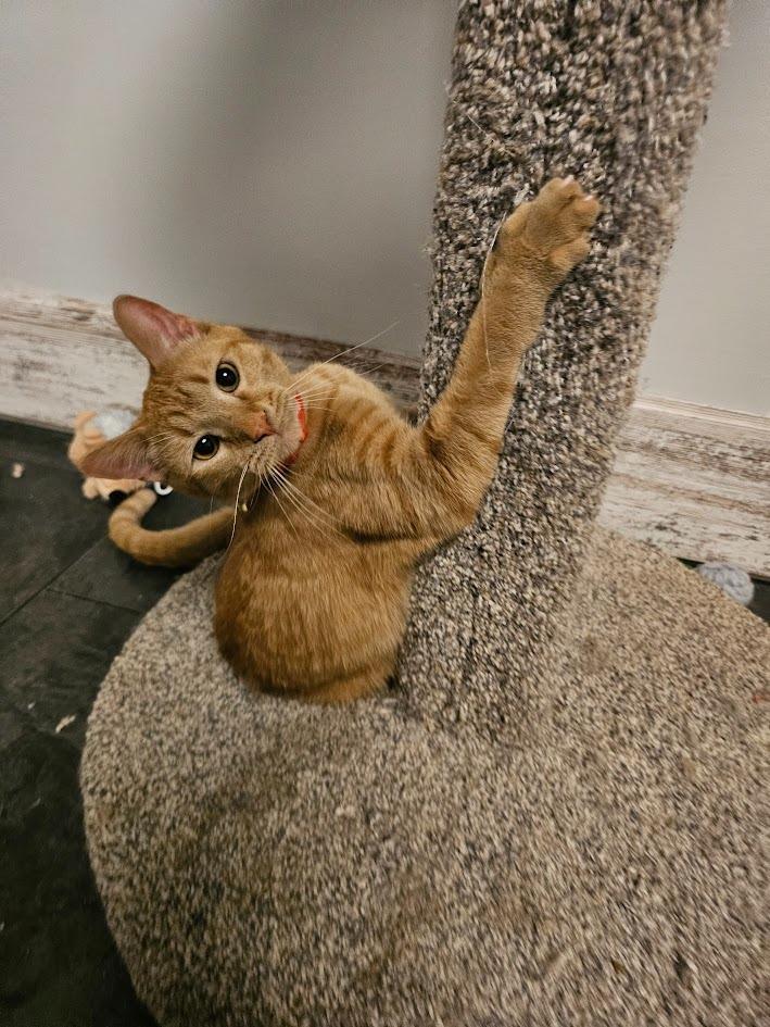 Enlarge Copper, a Adoptable mixed breed in St. Cloud, MN image 2/3