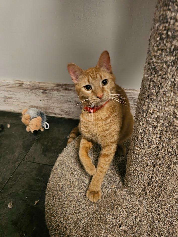 Enlarge Copper, a Adoptable mixed breed in St. Cloud, MN image 3/3