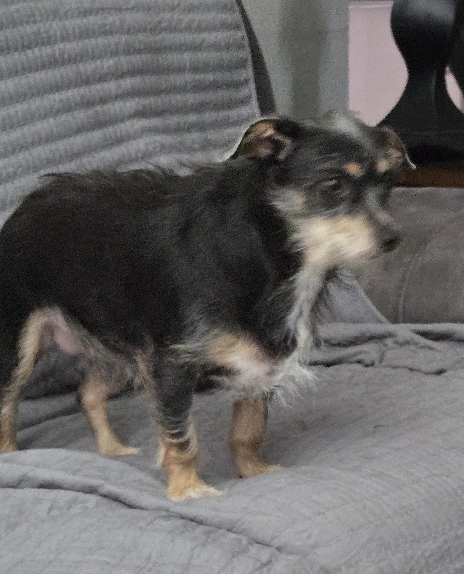 Sweet Pea, a Adoptable mixed breed in Columbus, OH image 1/6