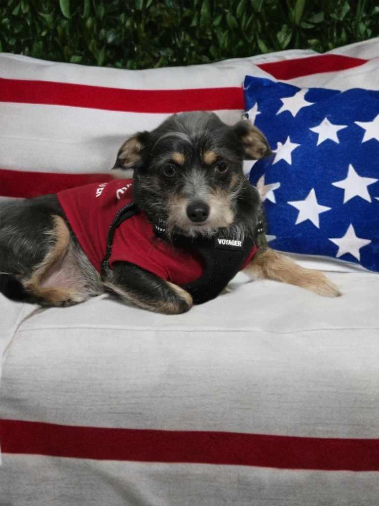 Sweet Pea, a Adoptable mixed breed in Columbus, OH image 2/6