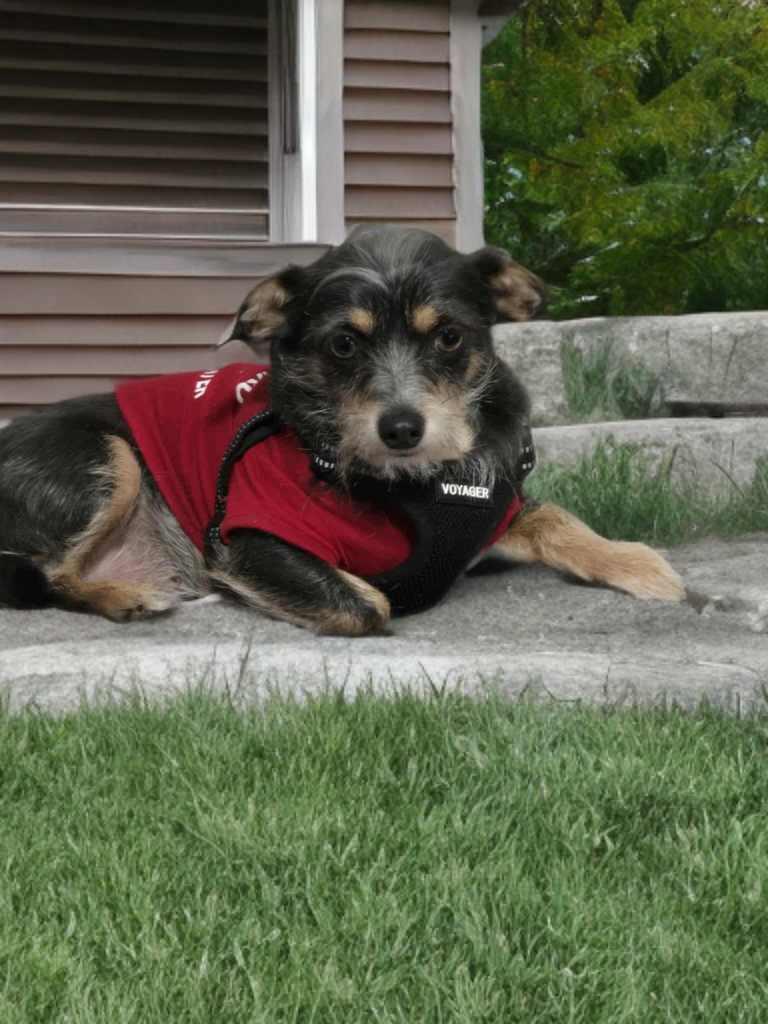 Sweet Pea, a Adoptable mixed breed in Columbus, OH image 3/6