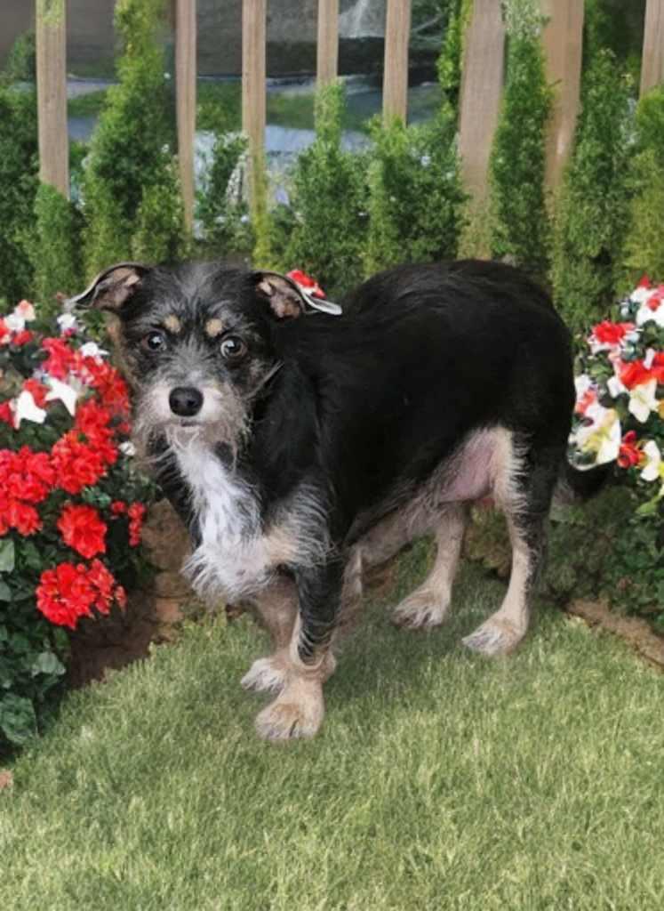 Sweet Pea, a Adoptable mixed breed in Columbus, OH image 4/6