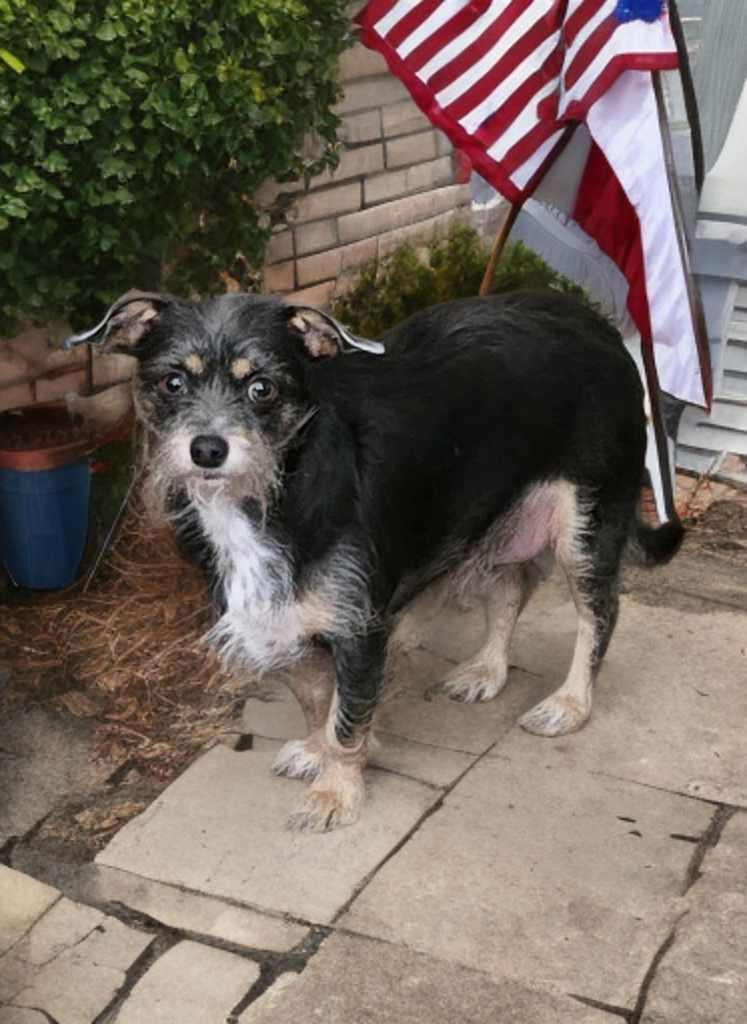 Sweet Pea, a Adoptable mixed breed in Columbus, OH image 5/6
