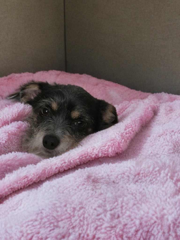 Sweet Pea, a Adoptable mixed breed in Columbus, OH image 6/6