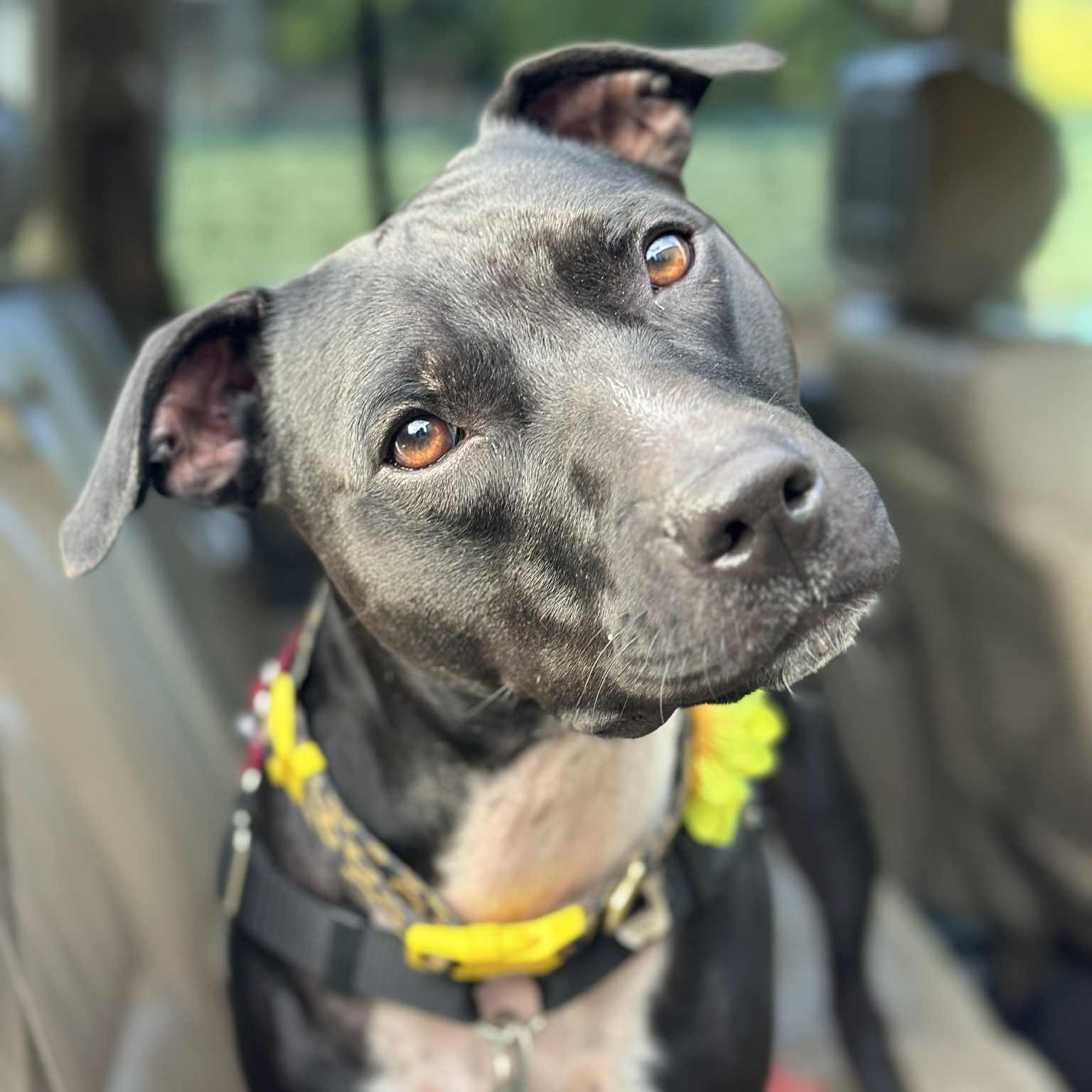 Krayola — thumbnail 5