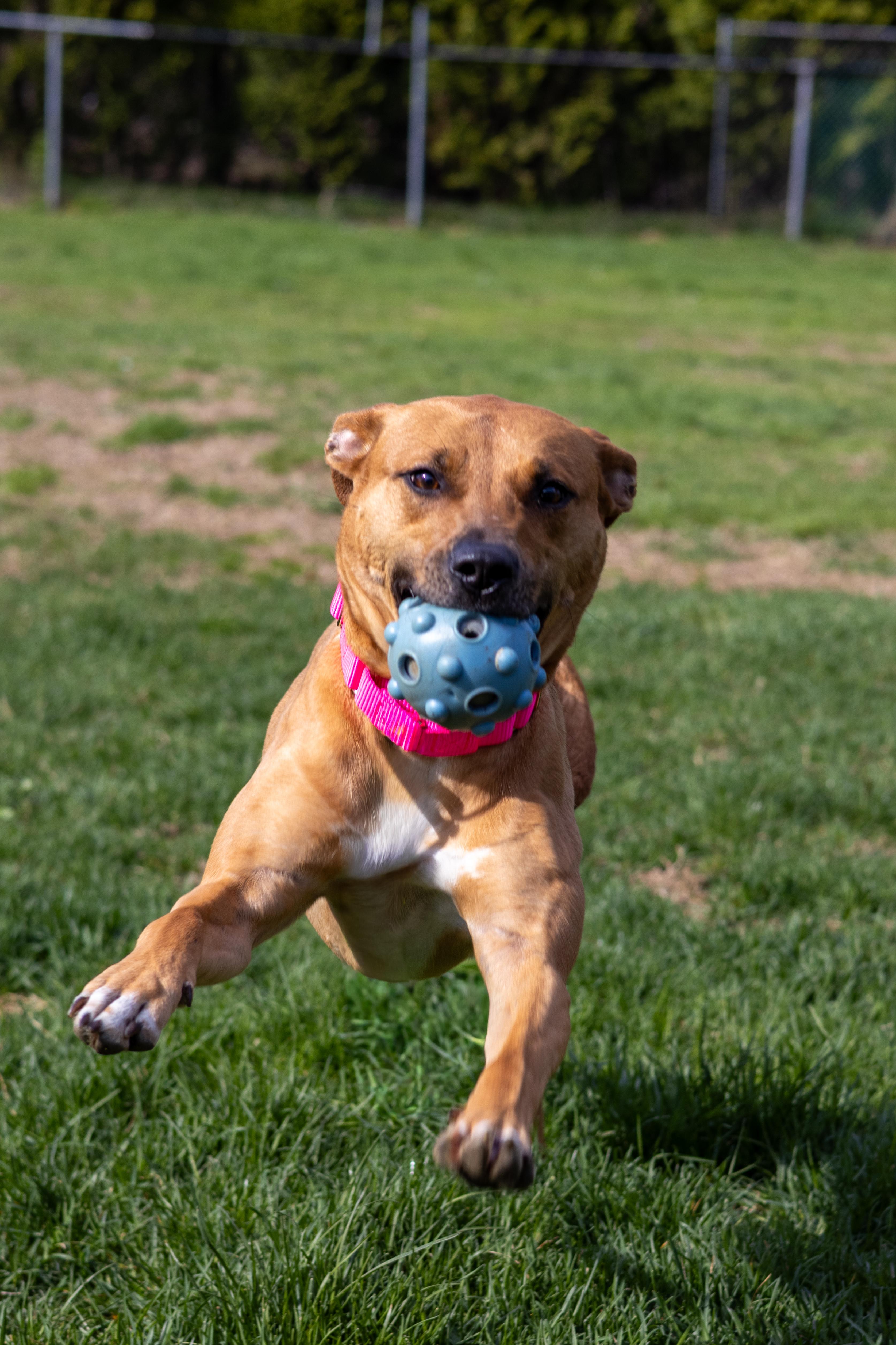 Julee, Adoptable, Young Female Black Mouth Cur.