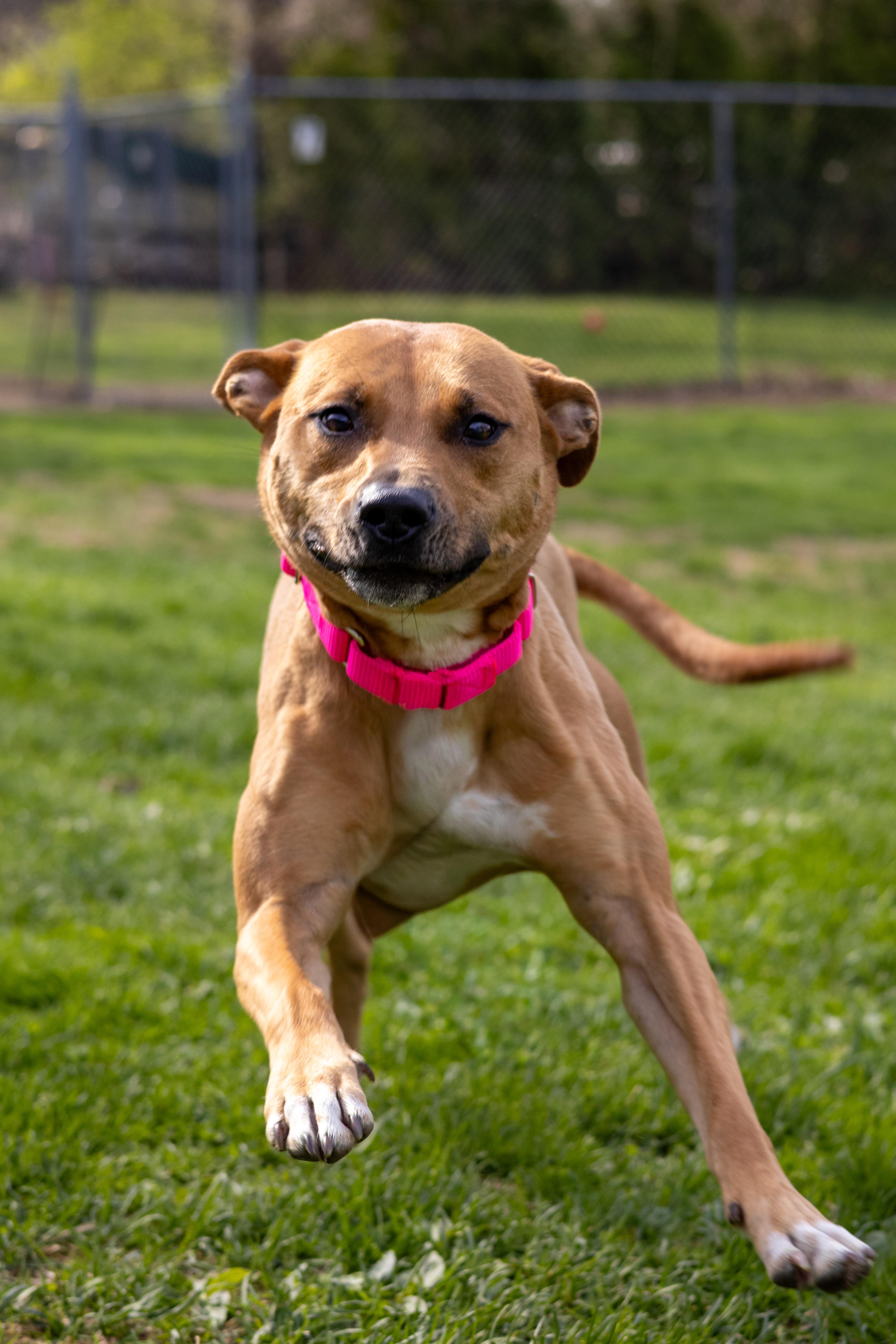 Julee, a Adoptable mixed breed in Terryville, CT image 2/3