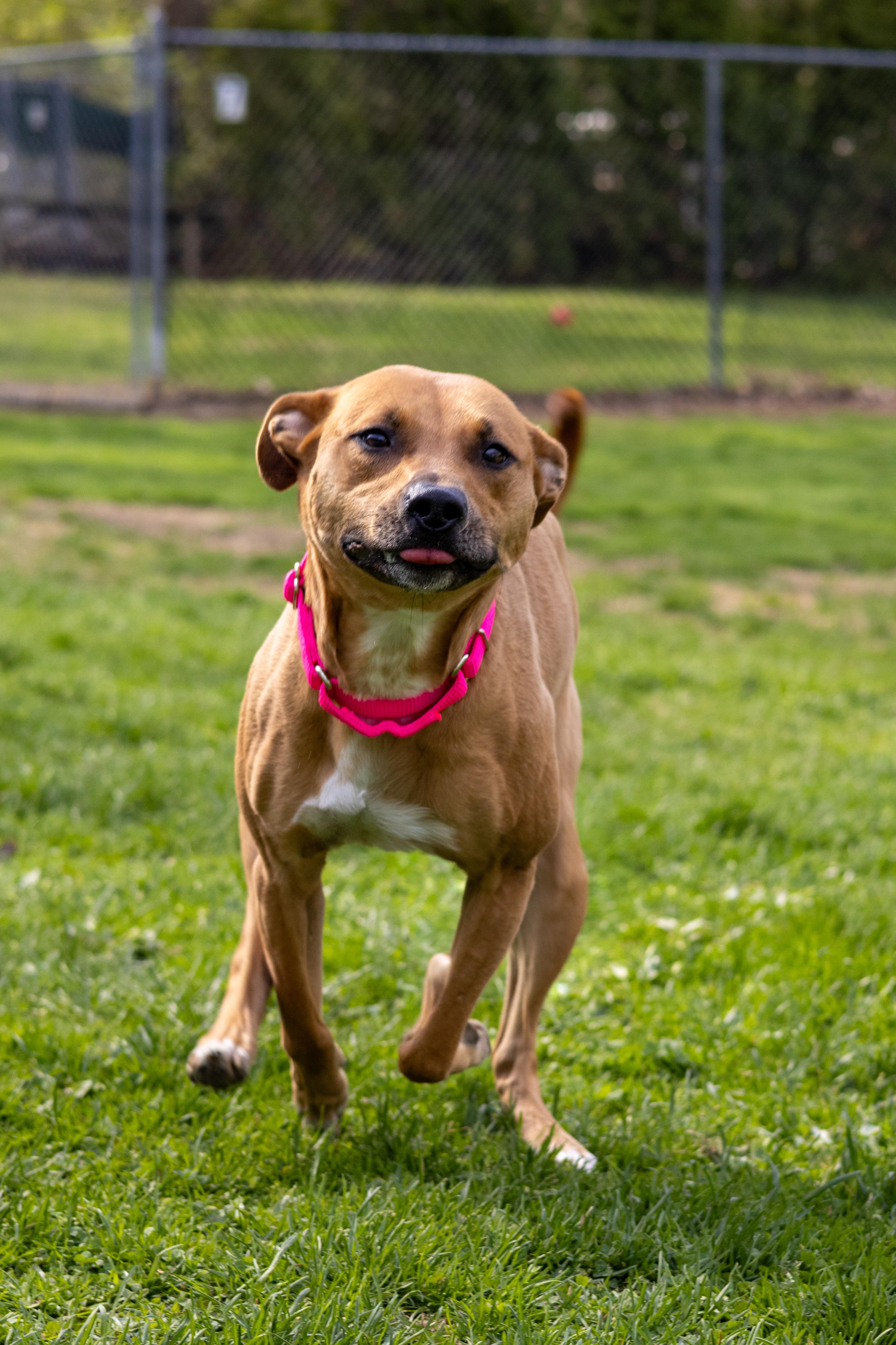 Julee, a Adoptable mixed breed in Terryville, CT image 3/3