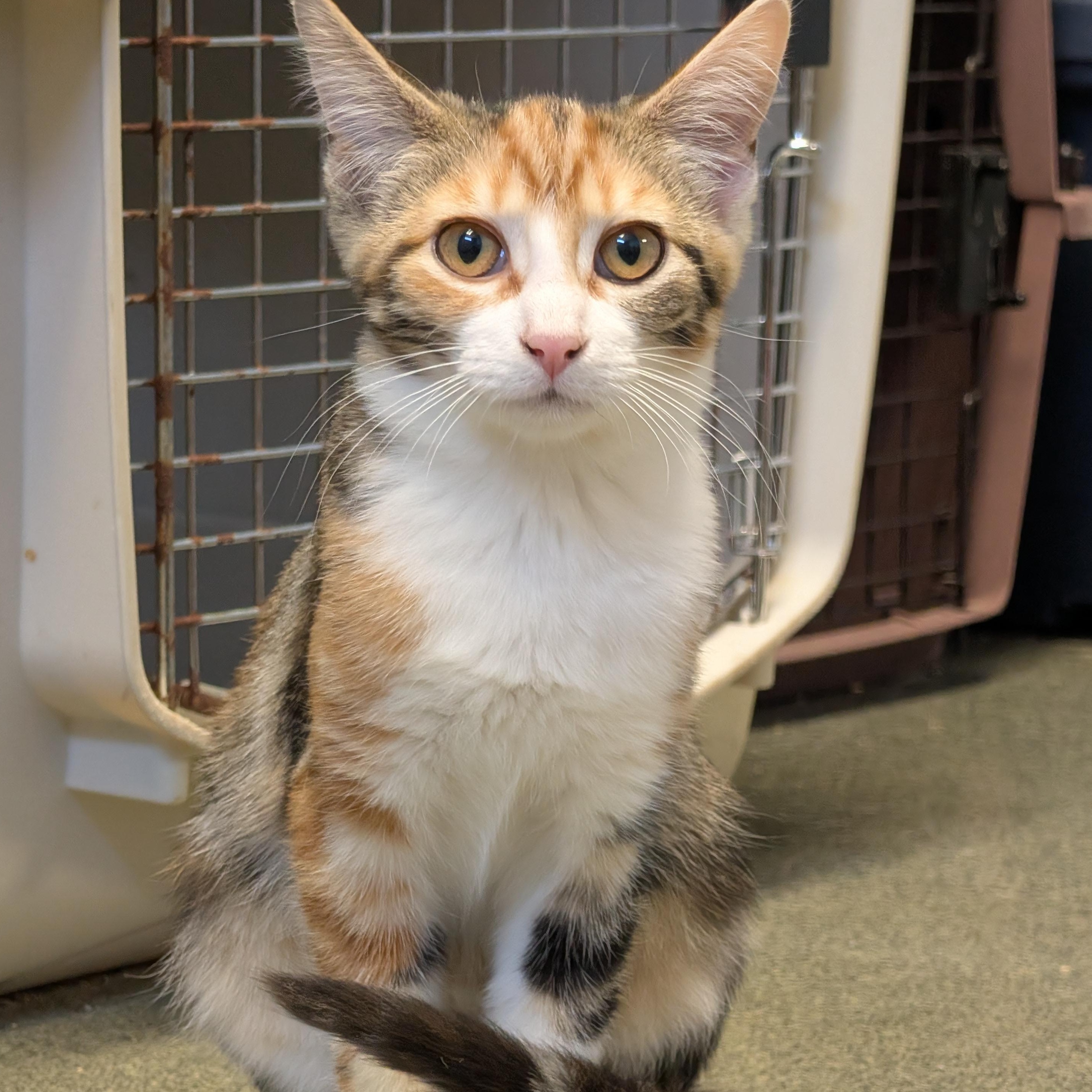 Enlarge Moony, a Adoptable Torbie in Mount Pleasant, MI image 1/1