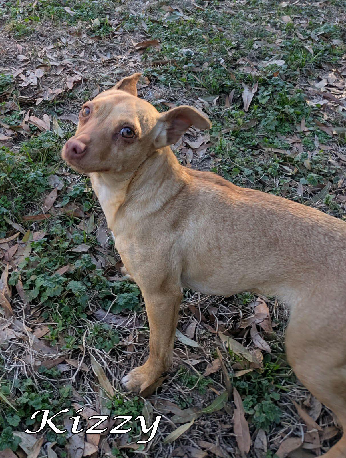 Enlarge Kizzy, a ADOPTABLE mixed breed in Ozark, AL image 3/4