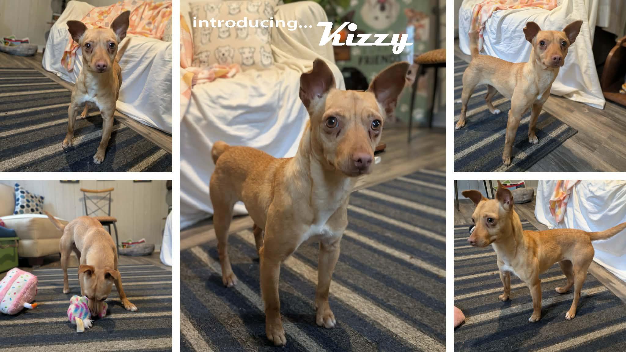 Enlarge Kizzy, a ADOPTABLE mixed breed in Ozark, AL image 2/4
