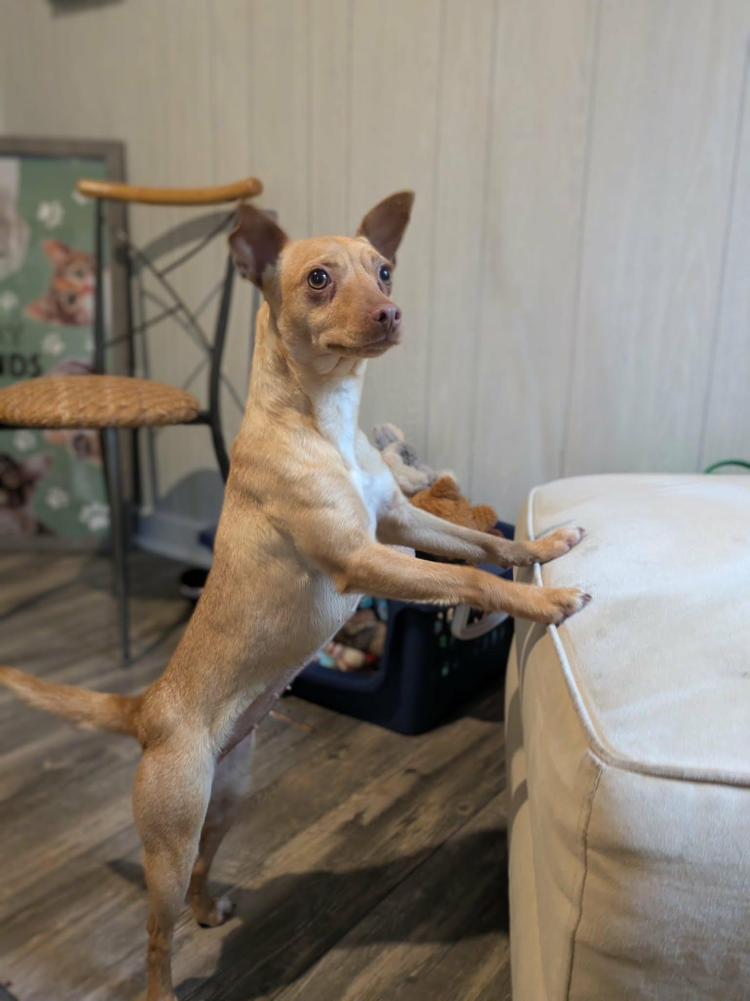 Enlarge Kizzy, a ADOPTABLE mixed breed in Ozark, AL image 4/4