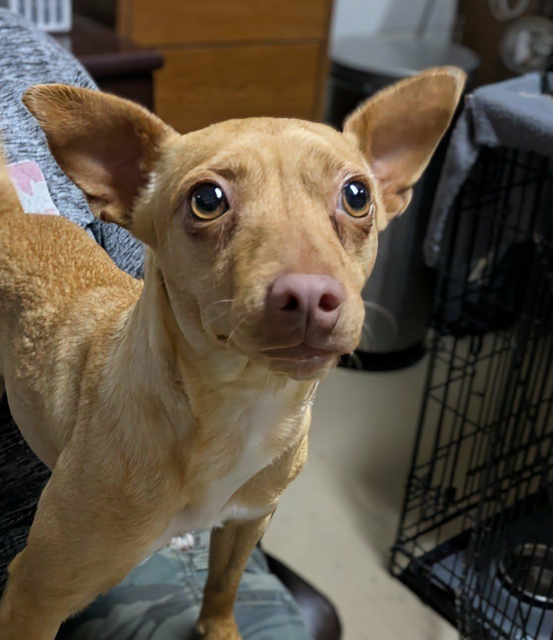 Kizzy, ADOPTABLE, Young Female Chihuahua & Miniature Pinscher.