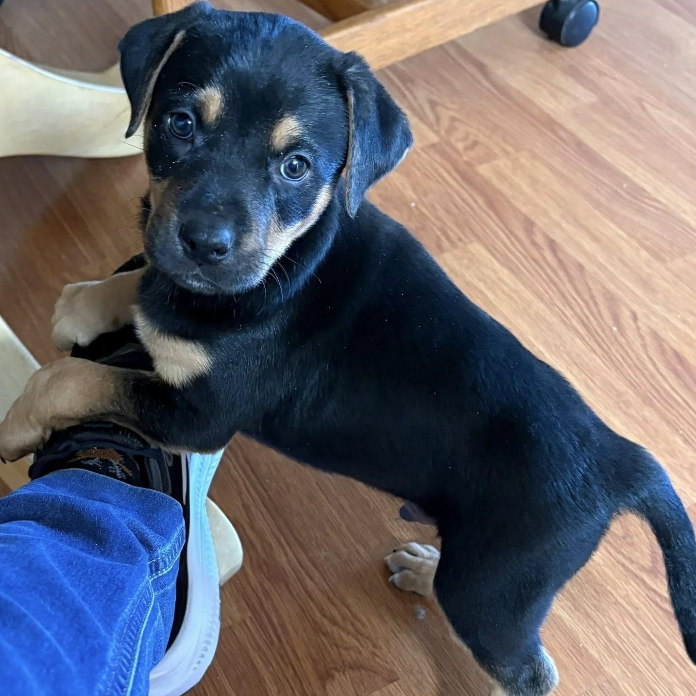 Enlarge Astro, an adopted Mixed Breed in Chino valley, AZ image 1/1