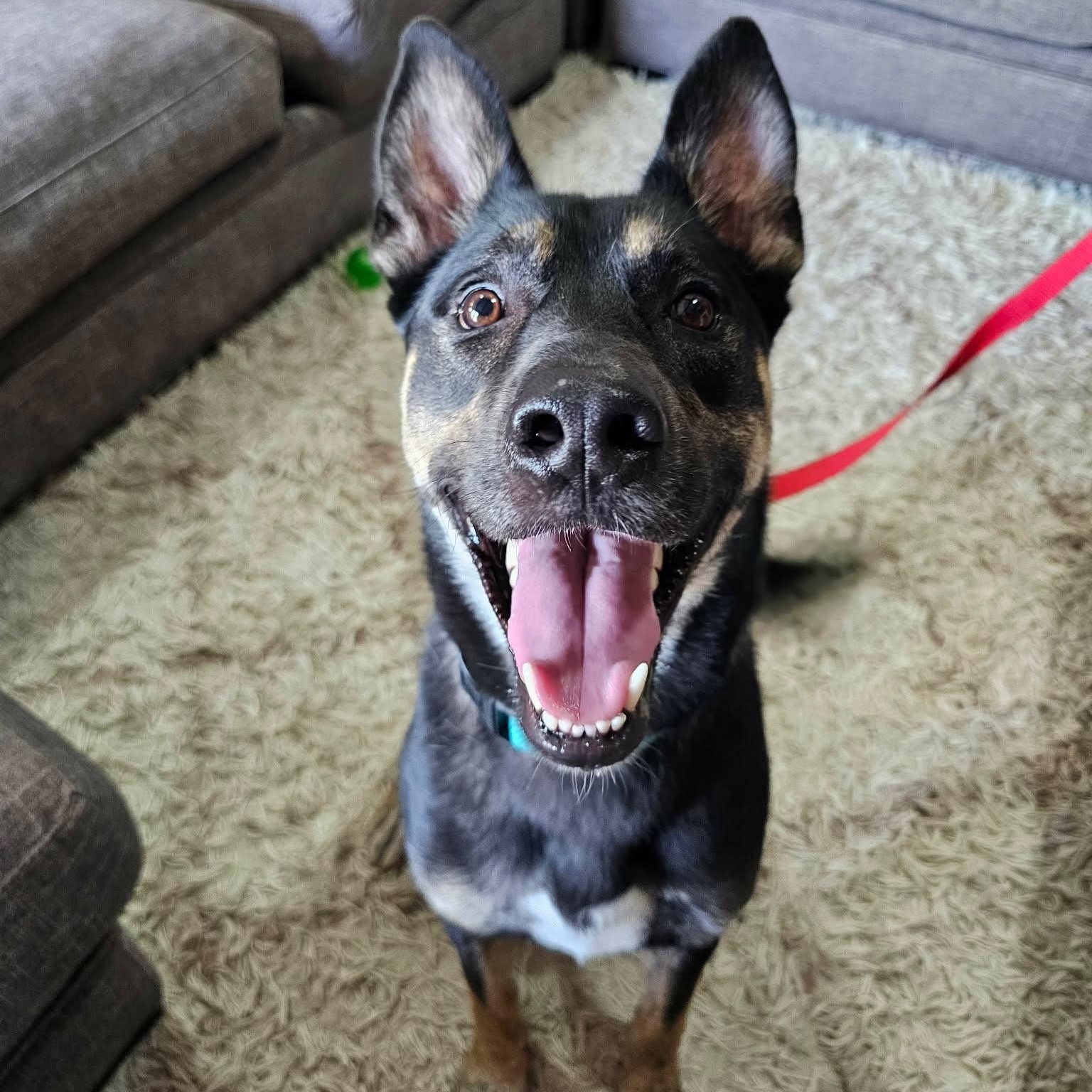 Rocky Road, Adoptable, Young Male German Shepherd Dog & Labrador Retriever.
