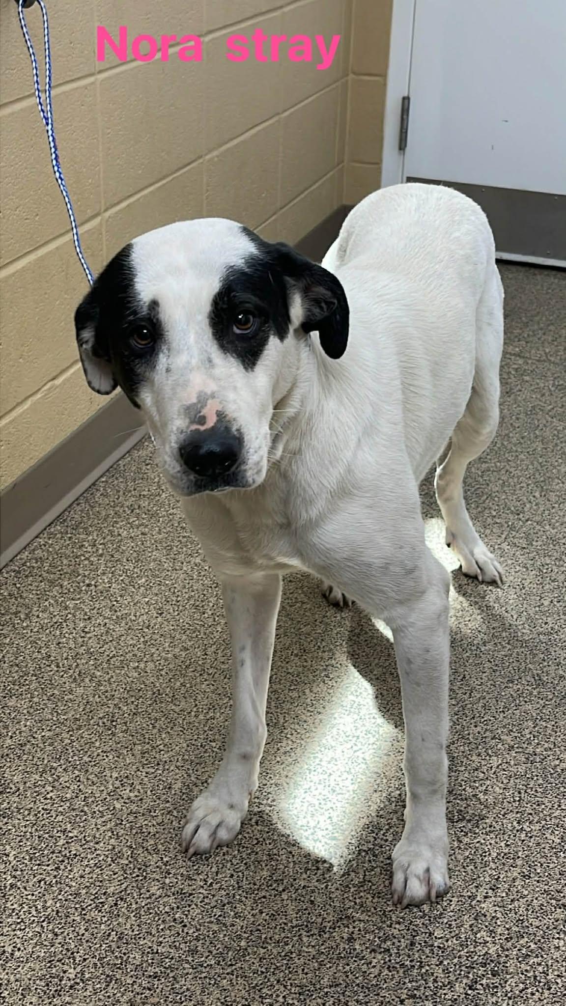 Enlarge Nora, an adopted mixed breed in Fort Payne, AL image 1/1