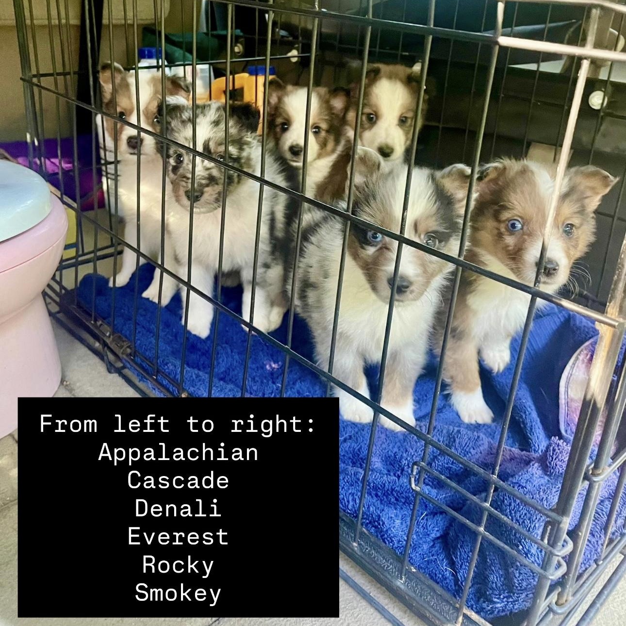 Aussie Puppies!