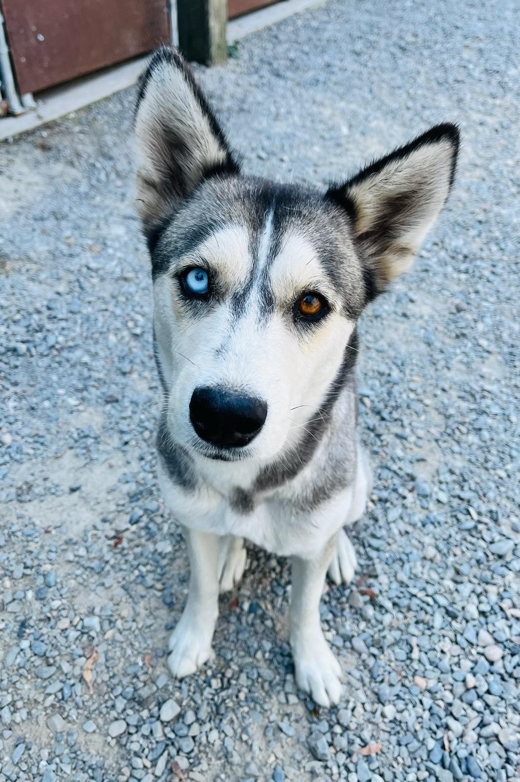 Dori, a ADOPTABLE mixed breed in Kellogg, ID image 1/3