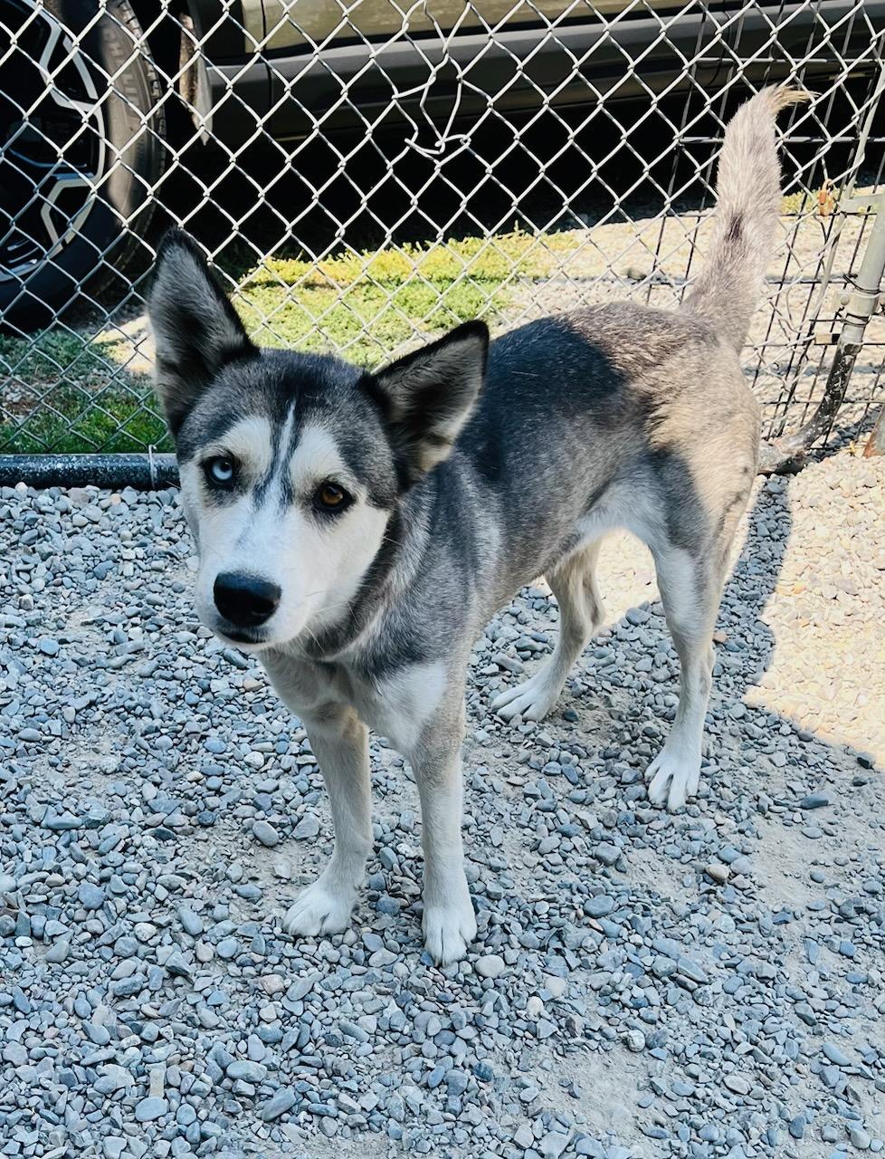 Dori, a ADOPTABLE mixed breed in Kellogg, ID image 2/3