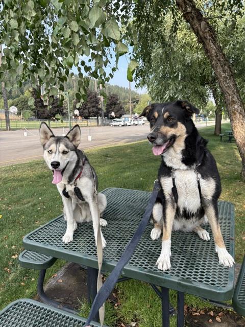 Dori, a ADOPTABLE mixed breed in Kellogg, ID image 3/3