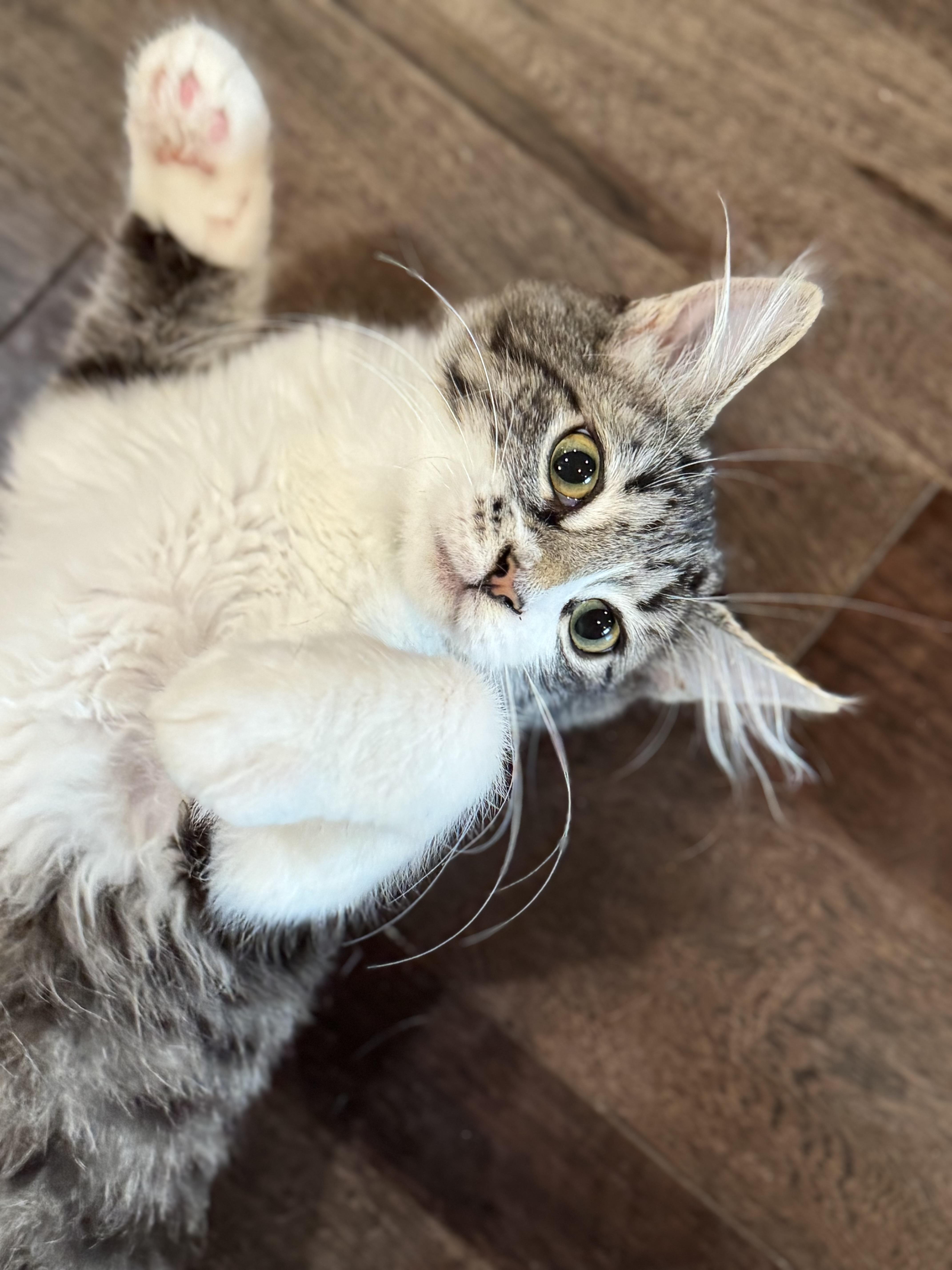 Jameson “Jamo” Williams, Adoptable, Kitten Female Domestic Short Hair & Tabby.