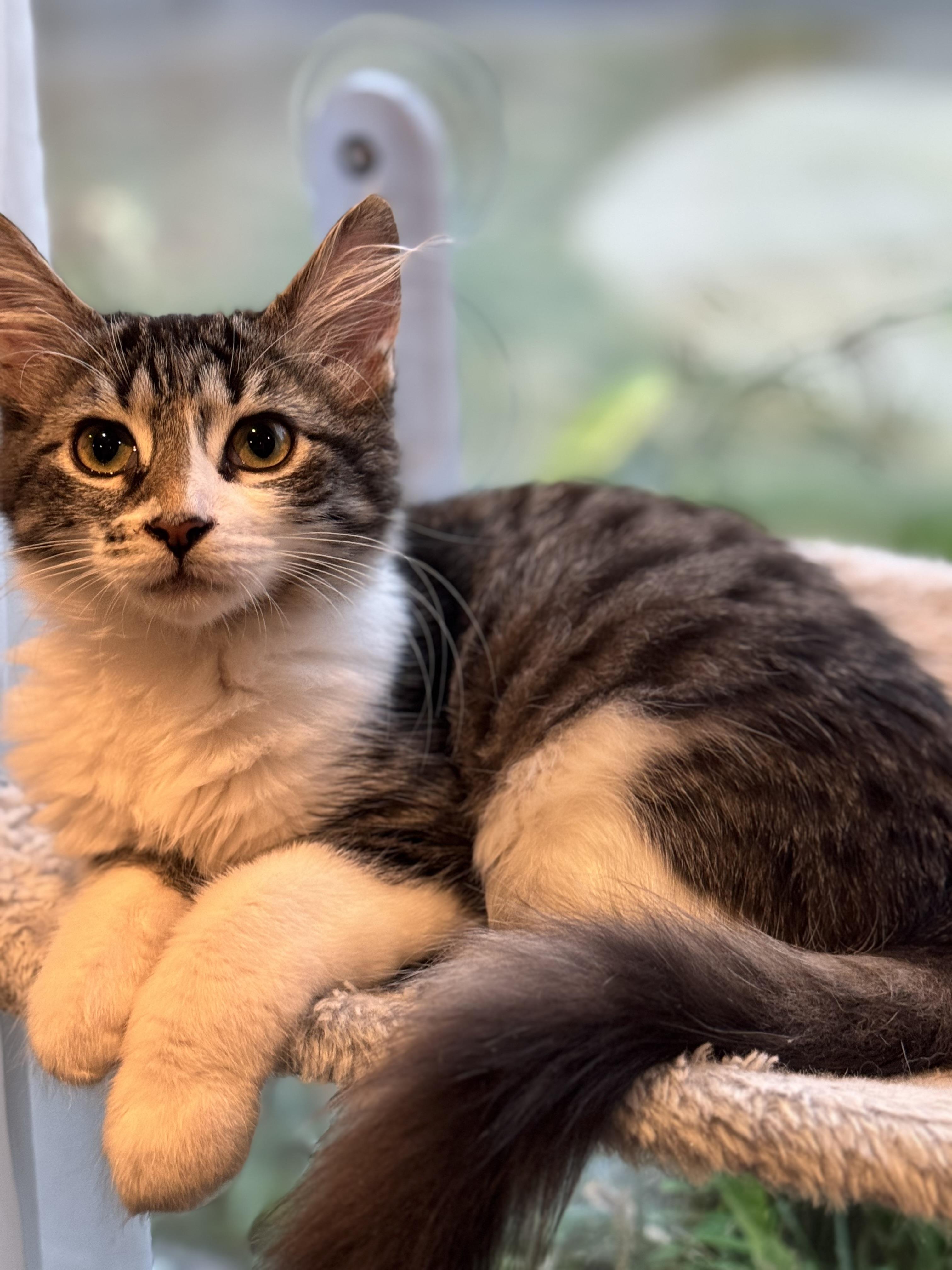 Enlarge Jameson “Jamo” Williams, a Adoptable mixed breed in Rochester Hills, MI image 2/4