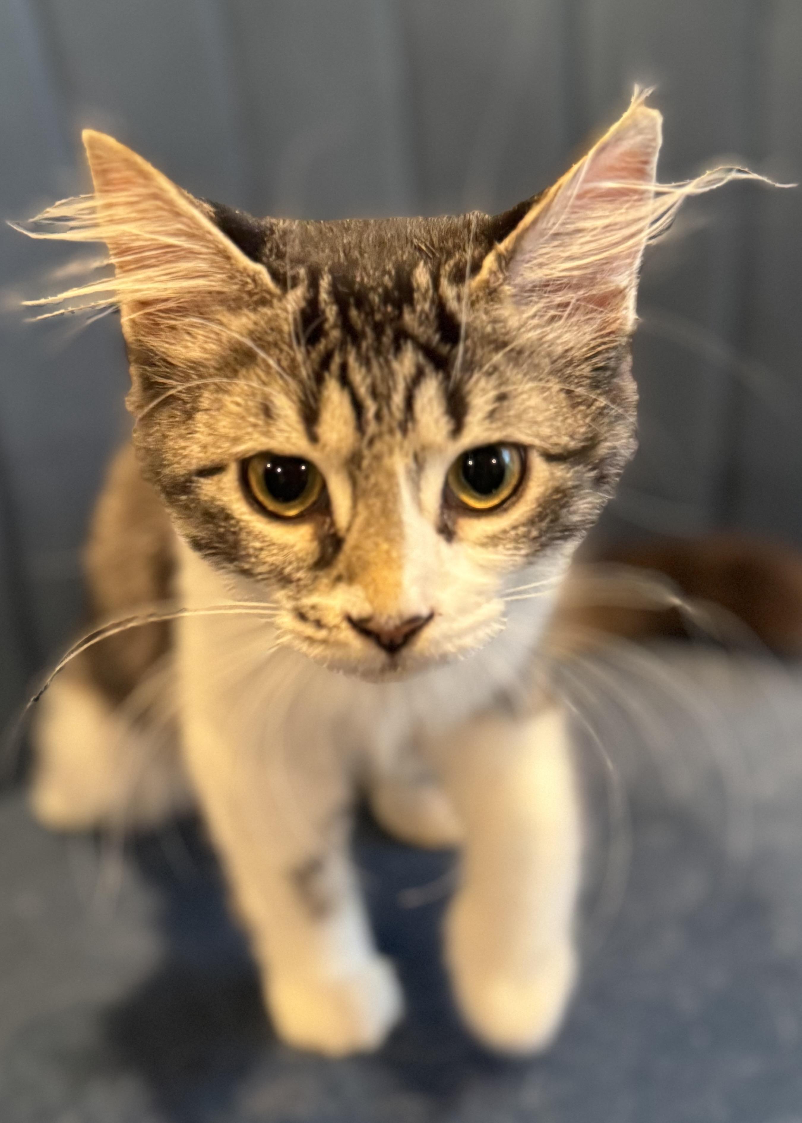 Enlarge Jameson “Jamo” Williams, a Adoptable mixed breed in Rochester Hills, MI image 3/4