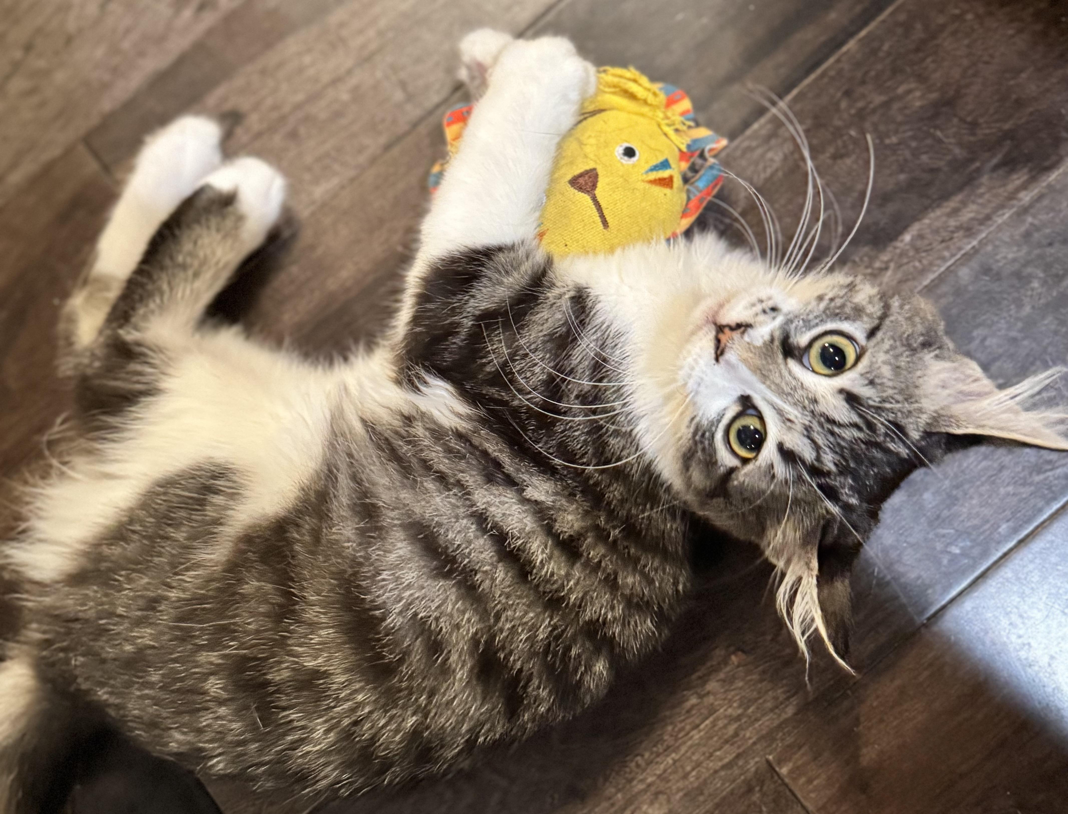 Enlarge Jameson “Jamo” Williams, a Adoptable mixed breed in Rochester Hills, MI image 4/4