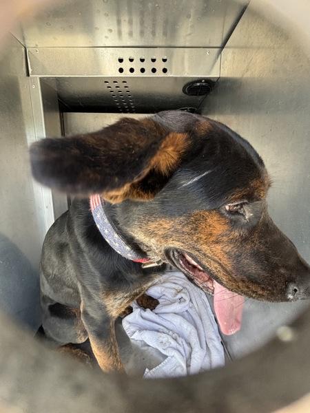 Enlarge Buddy, a Adoptable mixed breed in Troutdale, OR image 1/1