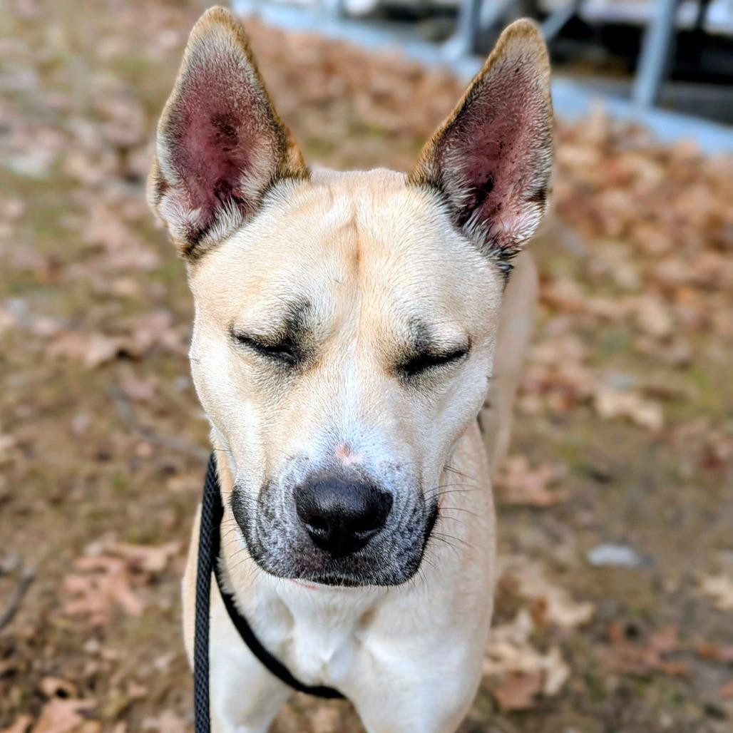 Cola, Adoptable, Adult Female Shepherd.