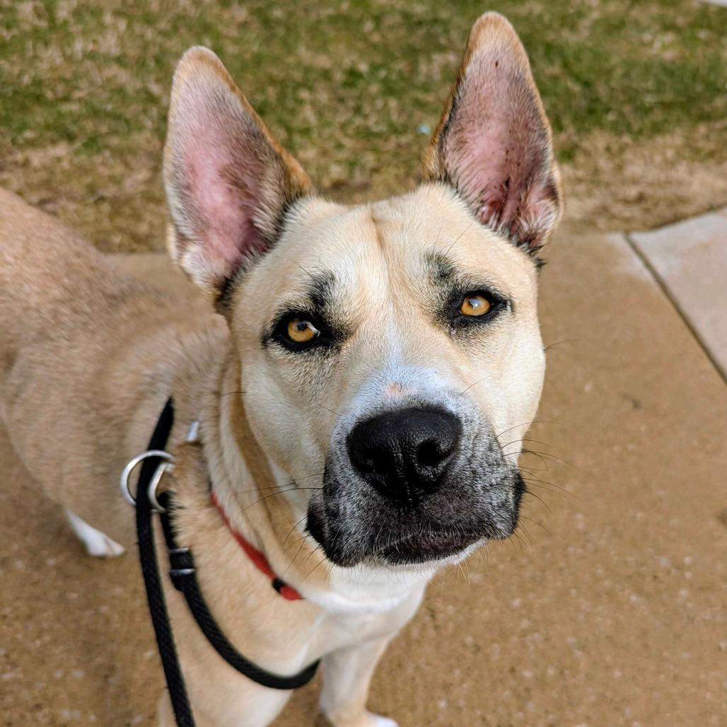 Enlarge Cola, a Adoptable Shepherd in Grand Rapids, MI image 2/3