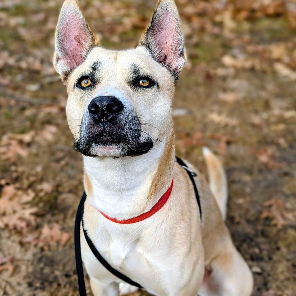 Enlarge Cola, a Adoptable Shepherd in Grand Rapids, MI image 3/3