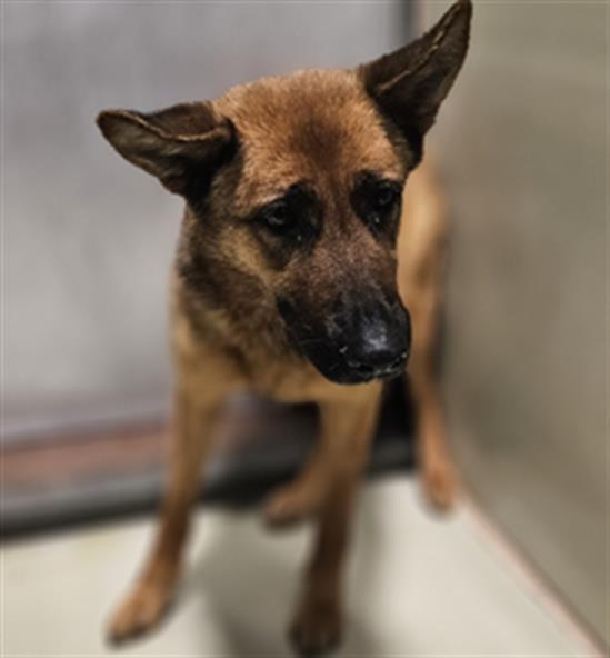 Joelle -- URGENT! LONGTIME RESIDENT!, ADOPTABLE, Adult Female German Shepherd Dog.