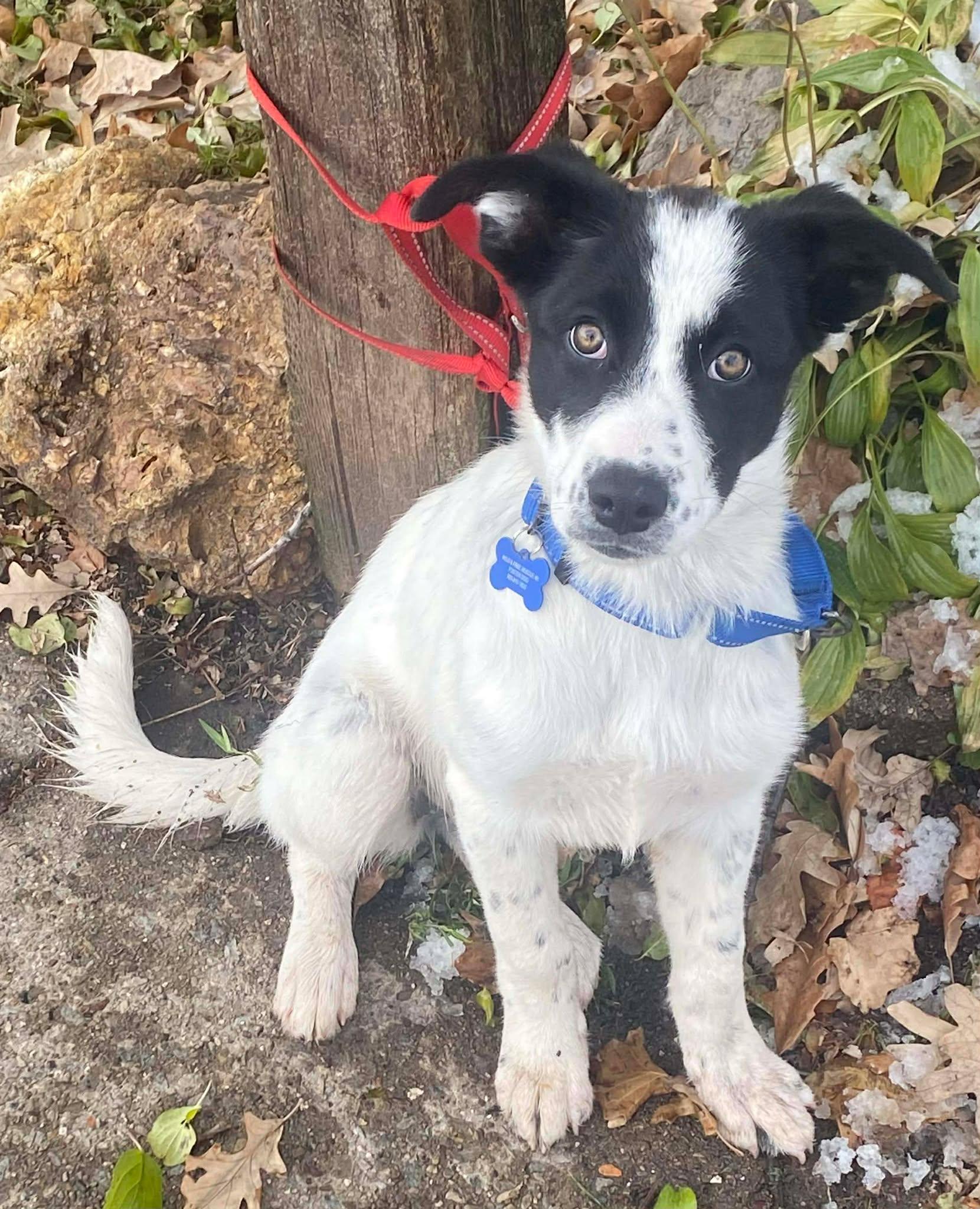 Noeline, a Adoptable mixed breed in De Pere, WI image 1/4