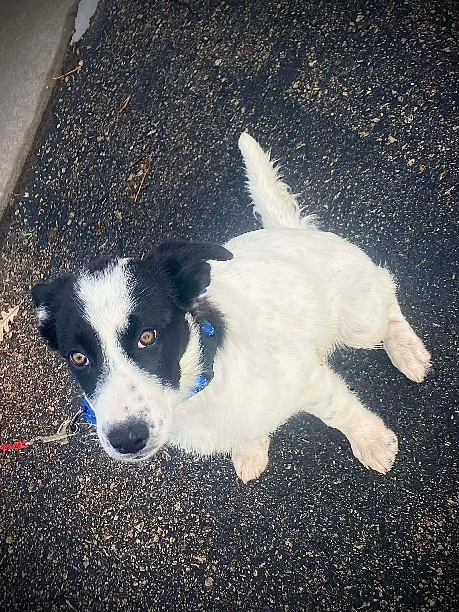 Noeline, a Adoptable mixed breed in De Pere, WI image 2/4