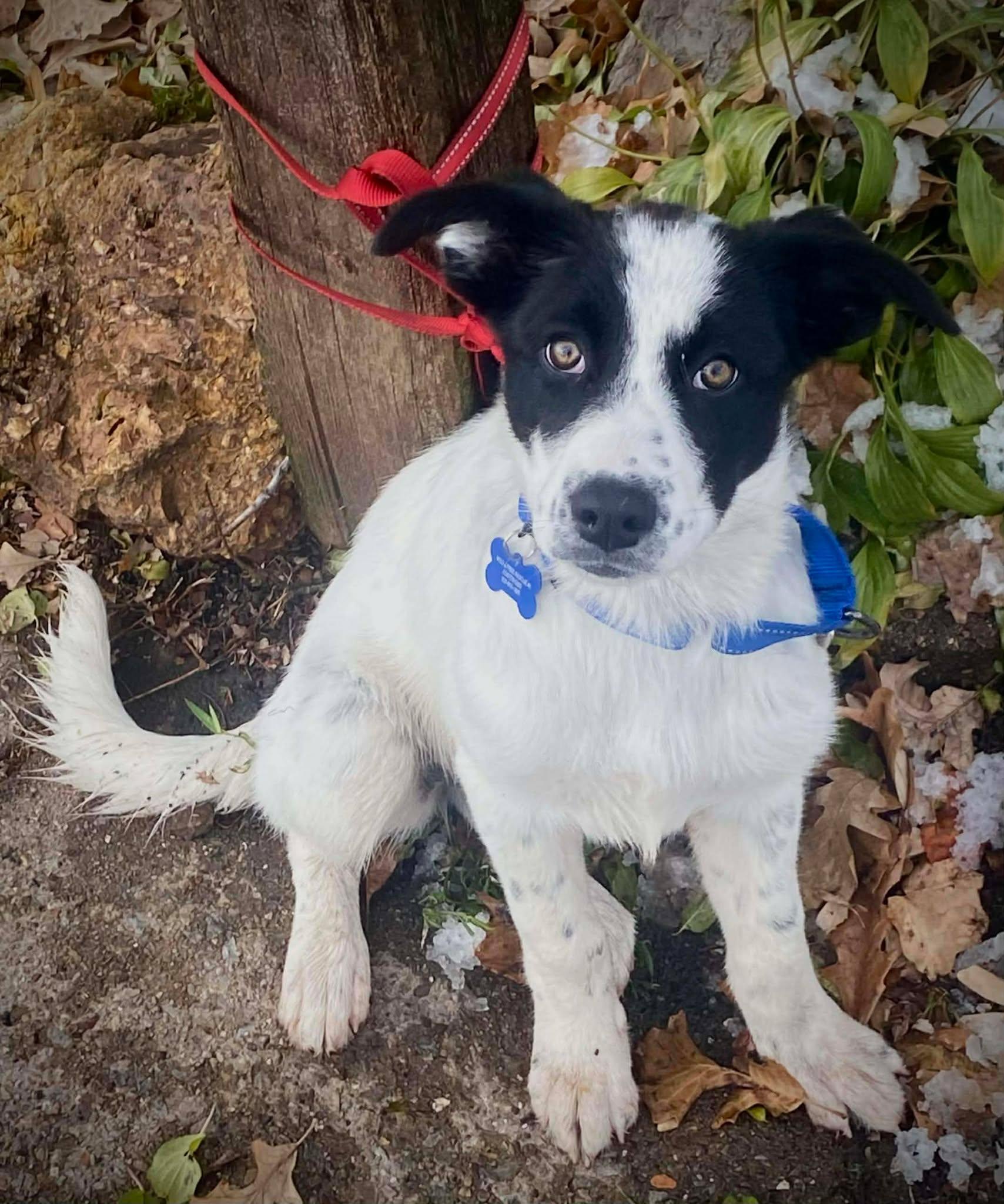 Noeline, a Adoptable mixed breed in De Pere, WI image 3/4