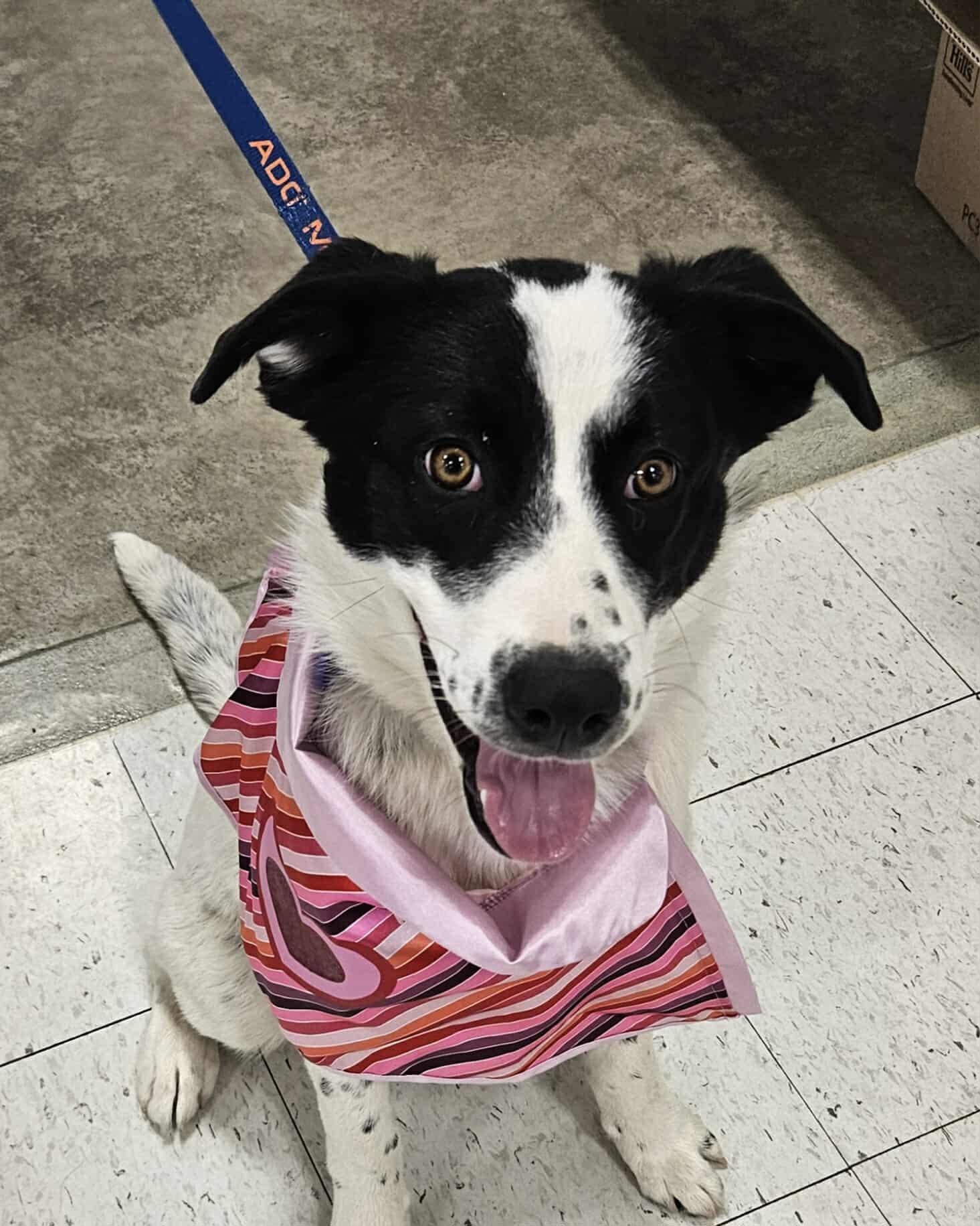 Noeline, Adoptable, Puppy Female Mixed Breed.