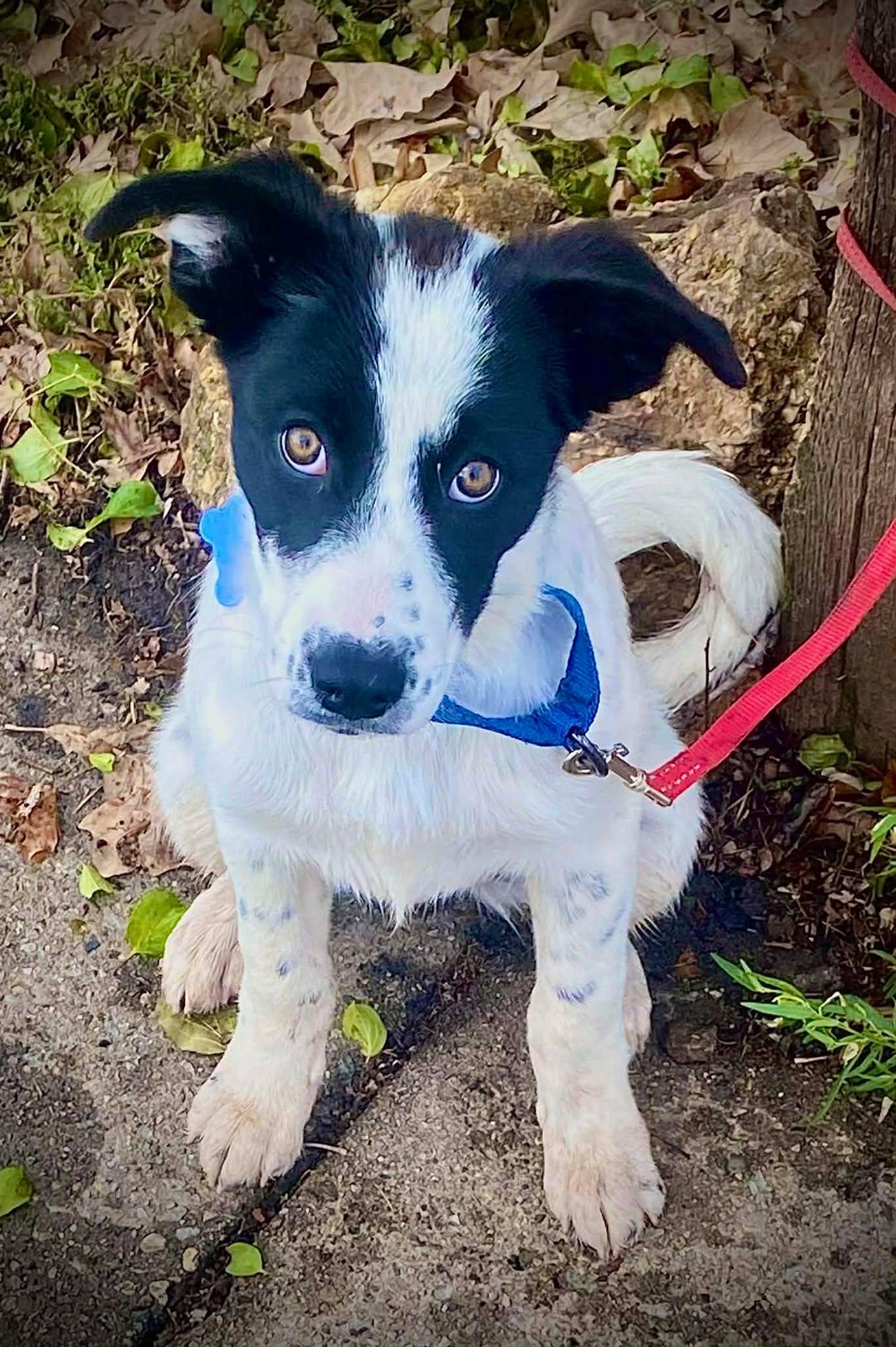 Noeline, a Adoptable mixed breed in De Pere, WI image 4/4