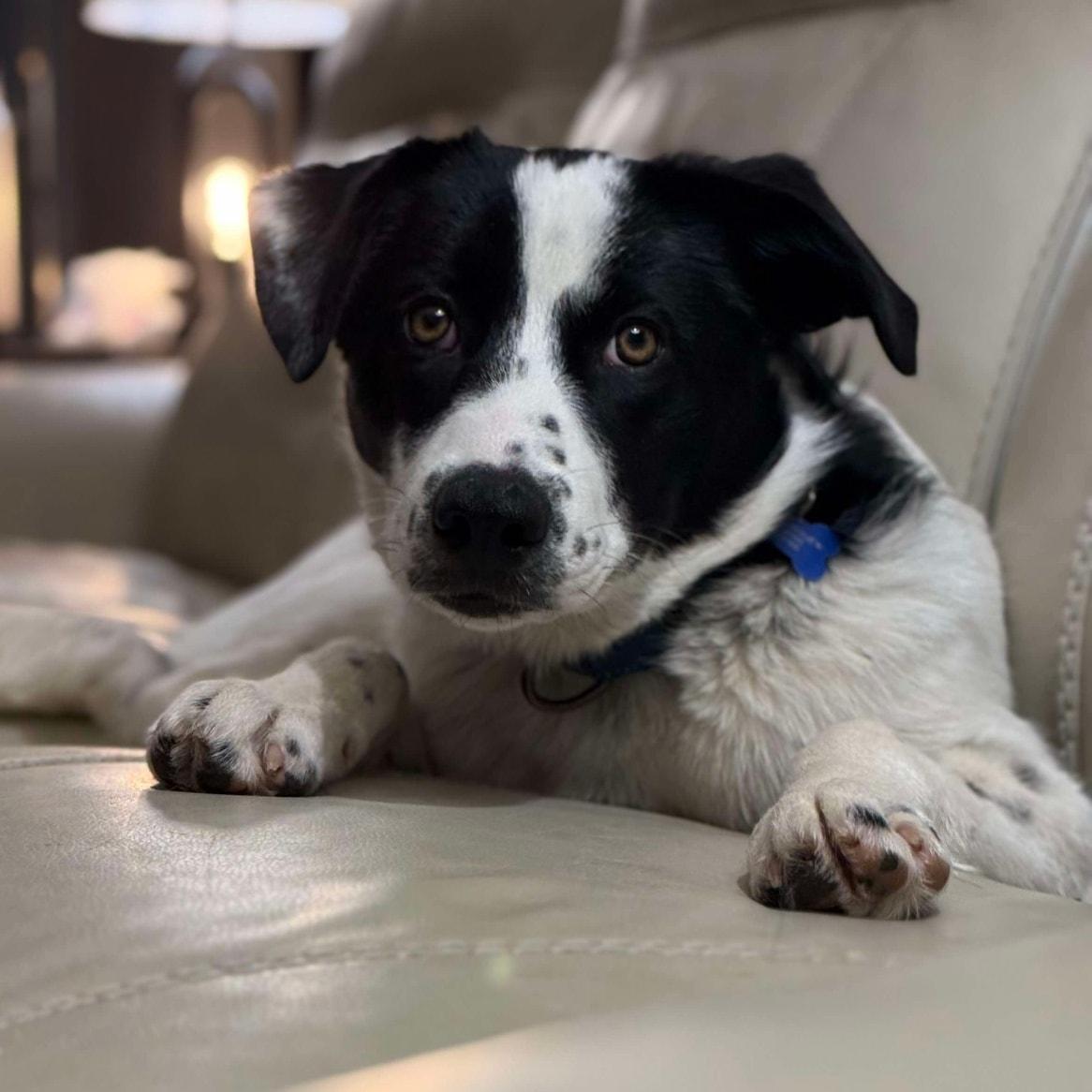 Enlarge Noeline, a Adoptable mixed breed in De Pere, WI image 3/3