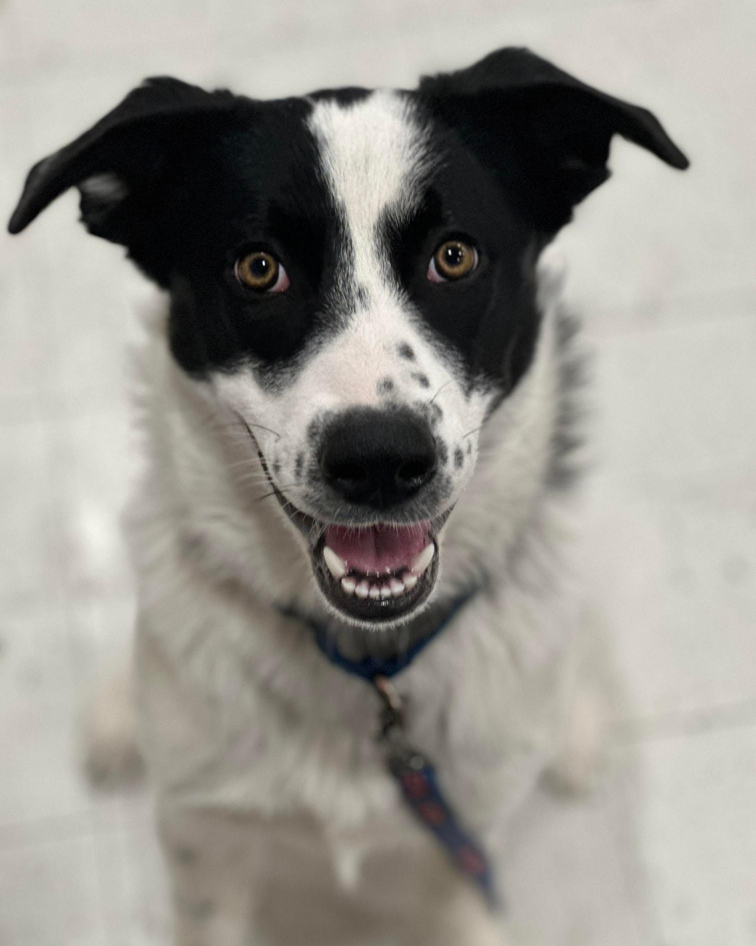 Noeline, Adoptable, Puppy Female Mixed Breed.