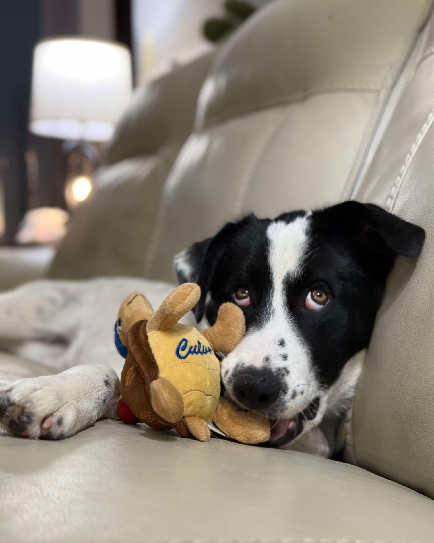 Enlarge Noeline, a Adoptable mixed breed in De Pere, WI image 2/3