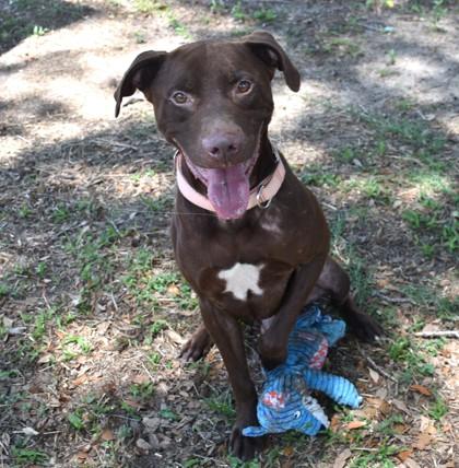 Willy Wonka, ADOPTABLE, Adult Male Labrador Retriever & Pit Bull Terrier.
