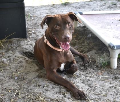 Willy Wonka, a ADOPTABLE mixed breed in Inverness, FL image 2/2