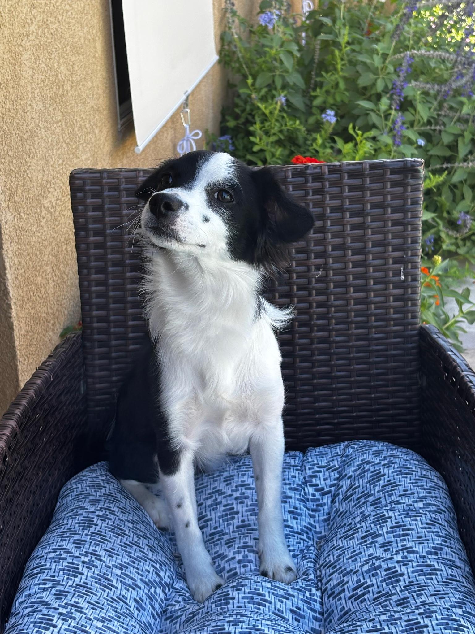 Cow, Adopted, Young Male Mixed Breed.