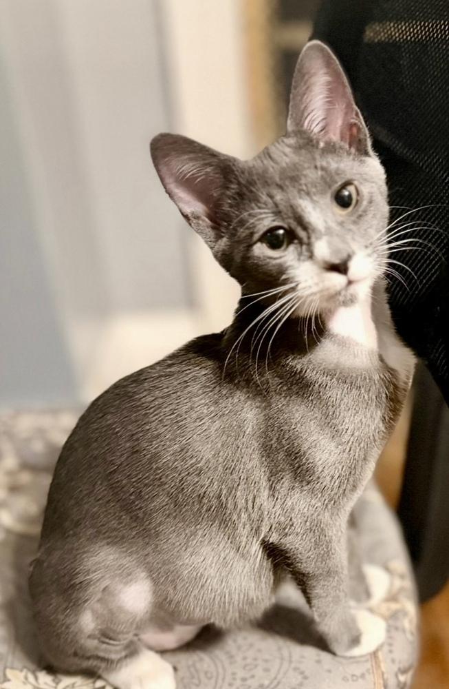 Sophie bonded pair with Domino